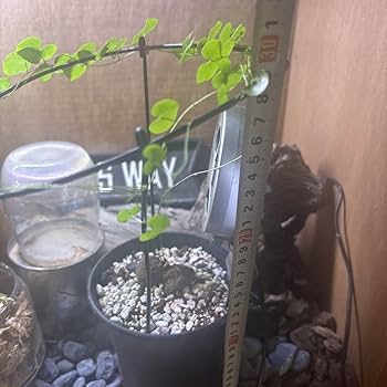 亀甲竜【OGUCHIさん専用】（ゴツゴツした双頭タイプ） ゴツゴツ塊根】亀甲竜 長谷川園芸 5年目 蔓展開中